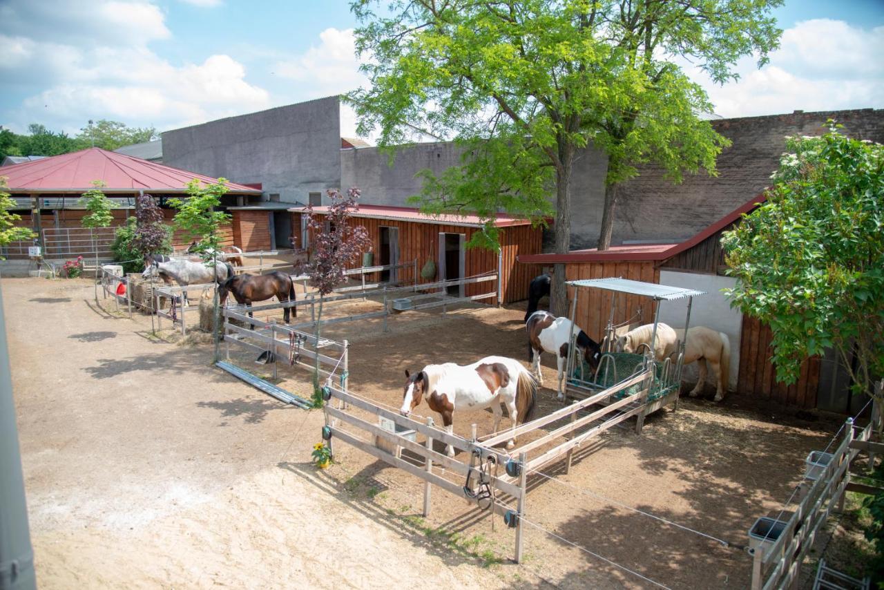 Deutsch Haslau Ranchzimmer Am Hippo-Campus Reit- Und Therapiezentrum מראה חיצוני תמונה